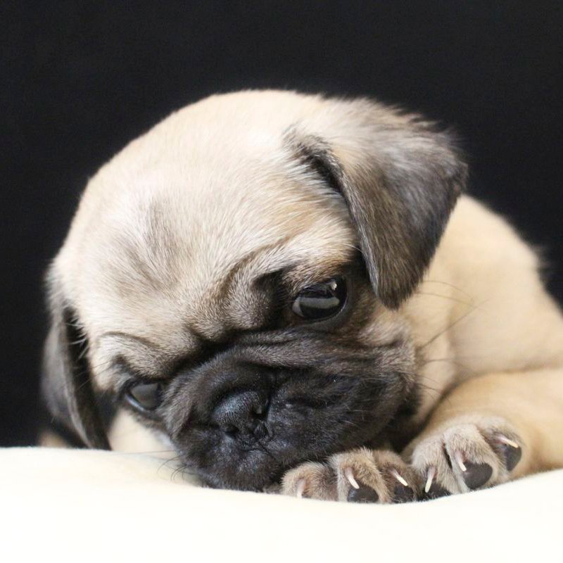 Pug Foto 2